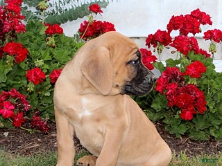 Cane Corso dogs - Ad 31