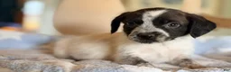 Mixed Breed dogs for sale: Hoodle 3 - Ad 1