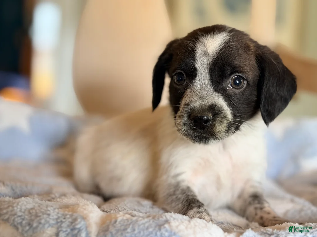 Mixed Breed dogs for sale: Hoodle 3 - Ad 1