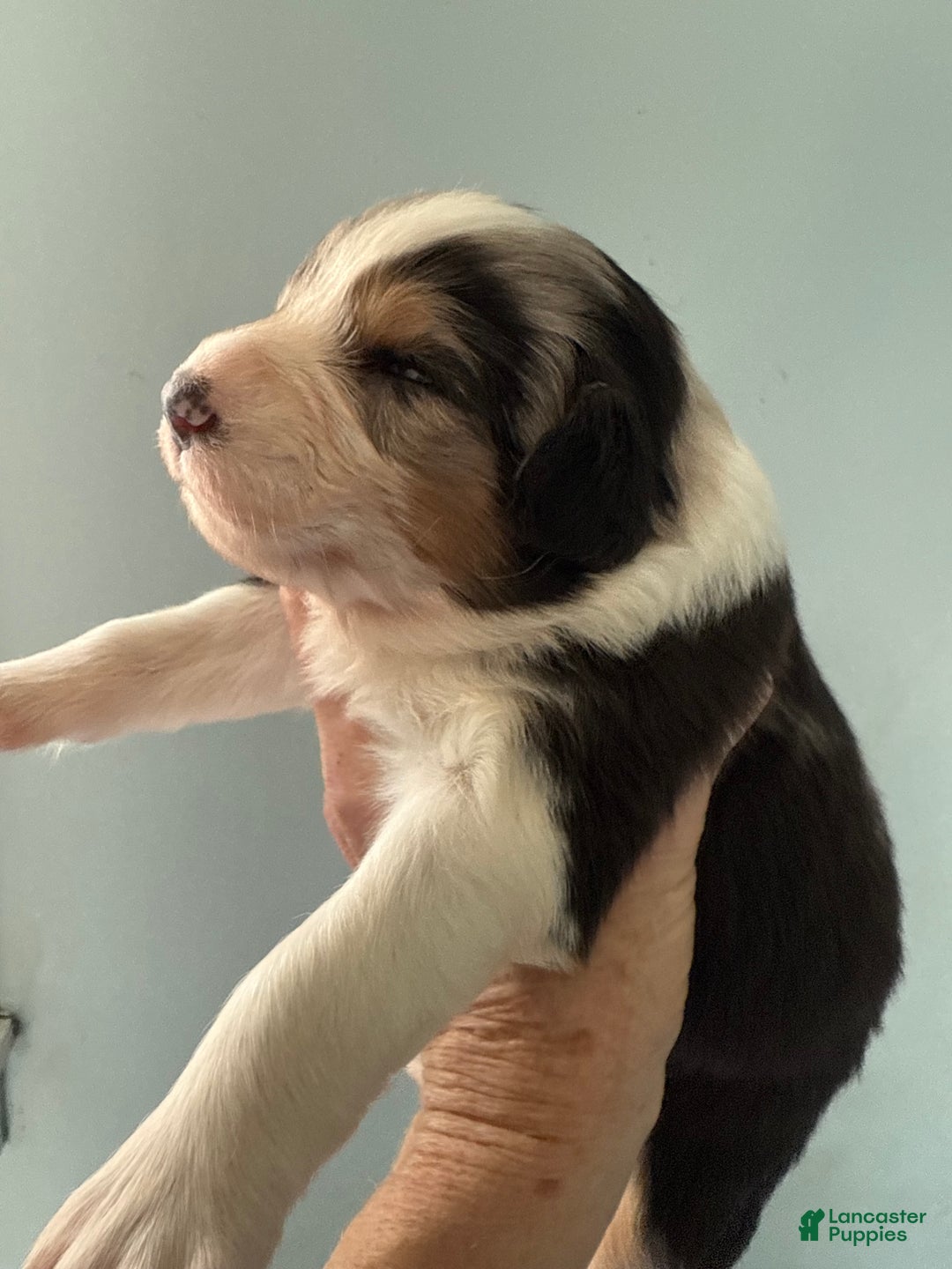 Australian Shepherd dogs for sale: Australian Shepherd Puppy 1 - Ad 2