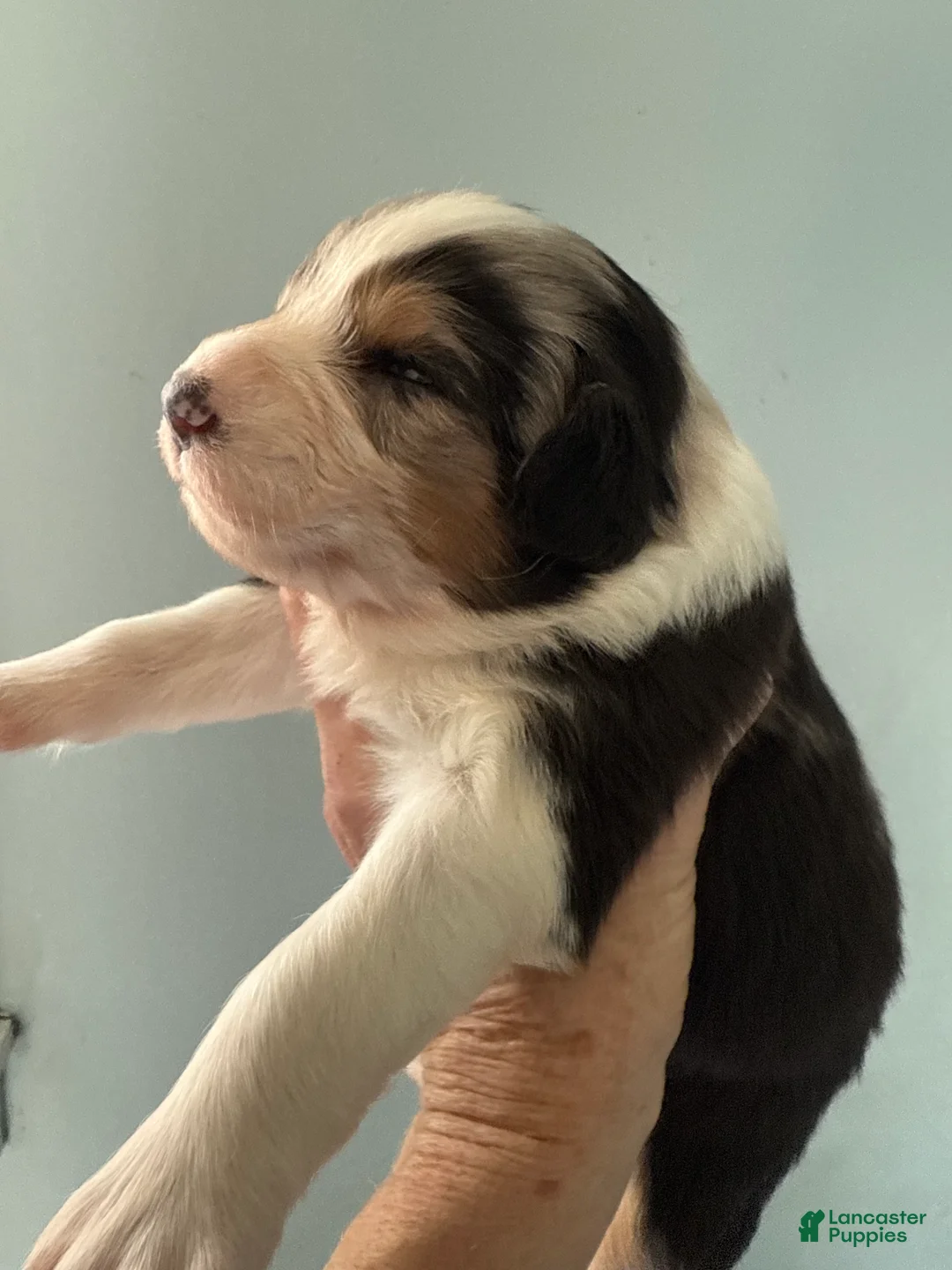 Australian Shepherd dogs for sale: Australian Shepherd Puppy 1 - Ad 5