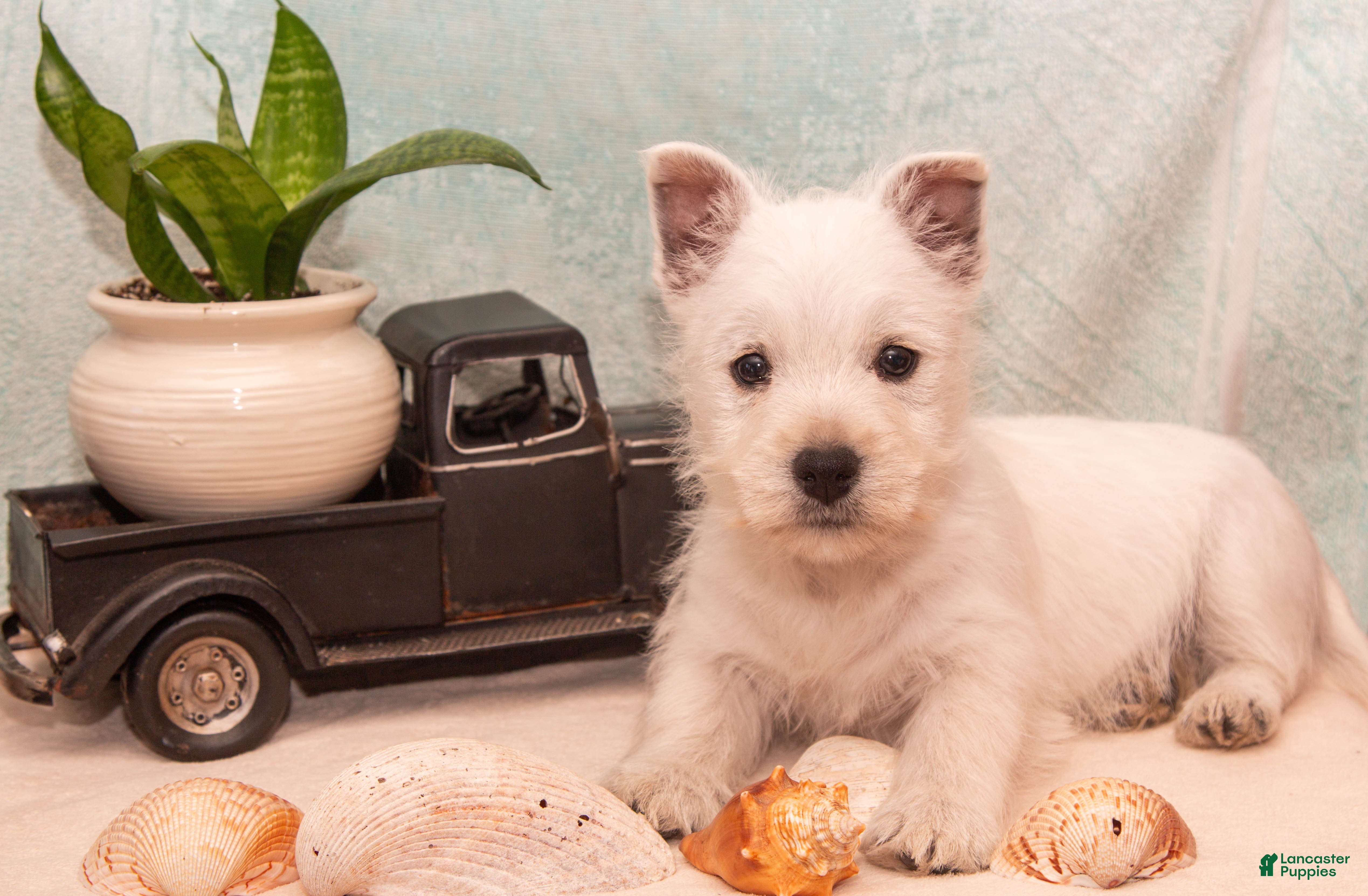 West Highland Terrier dogs Surfer - Ad 1