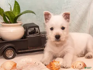 West Highland Terrier dogs for sale: Surfer - Ad 3