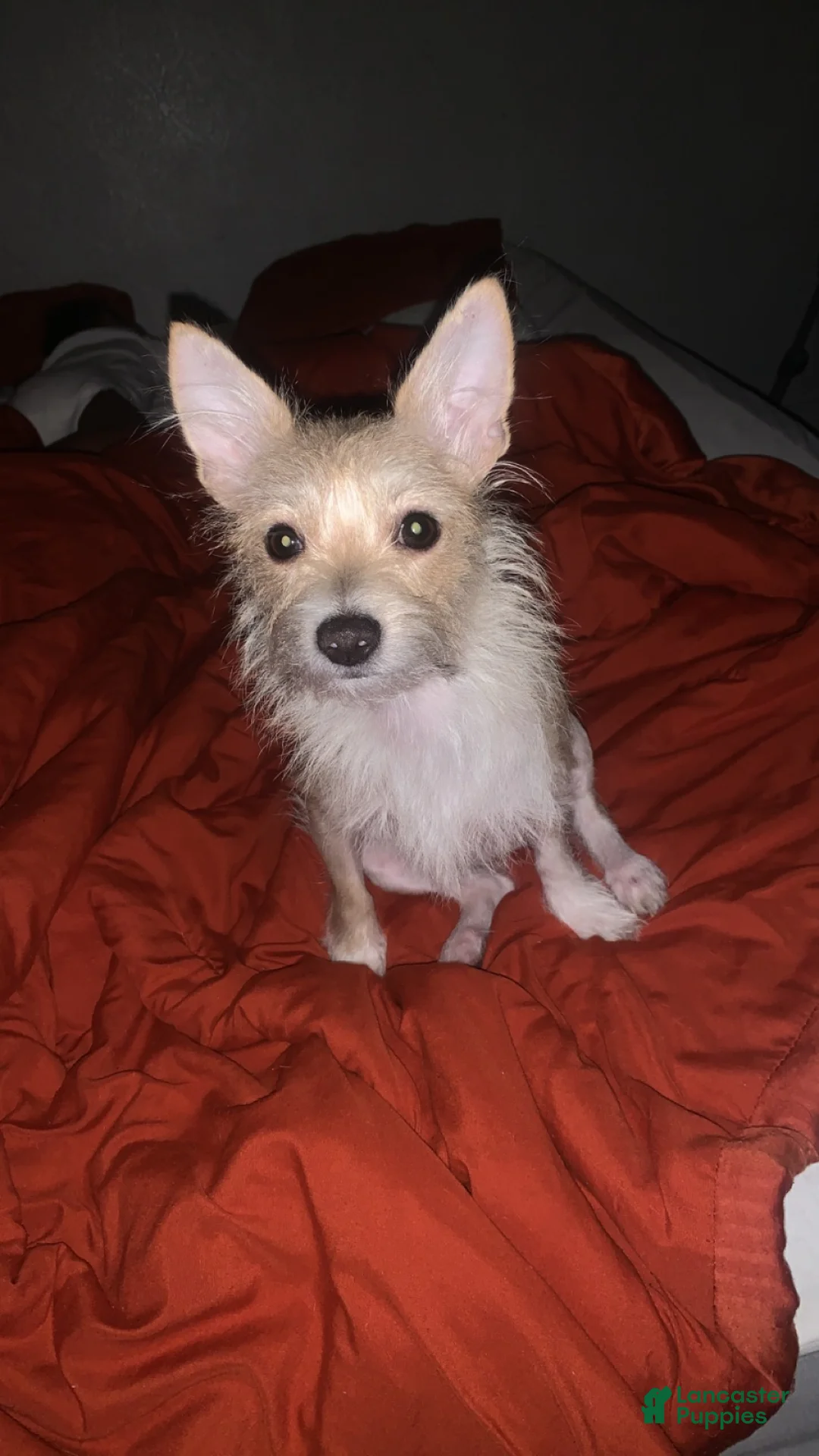 Mixed Breed dogs for sale: Mixed Breed Puppy 1 - Ad 1