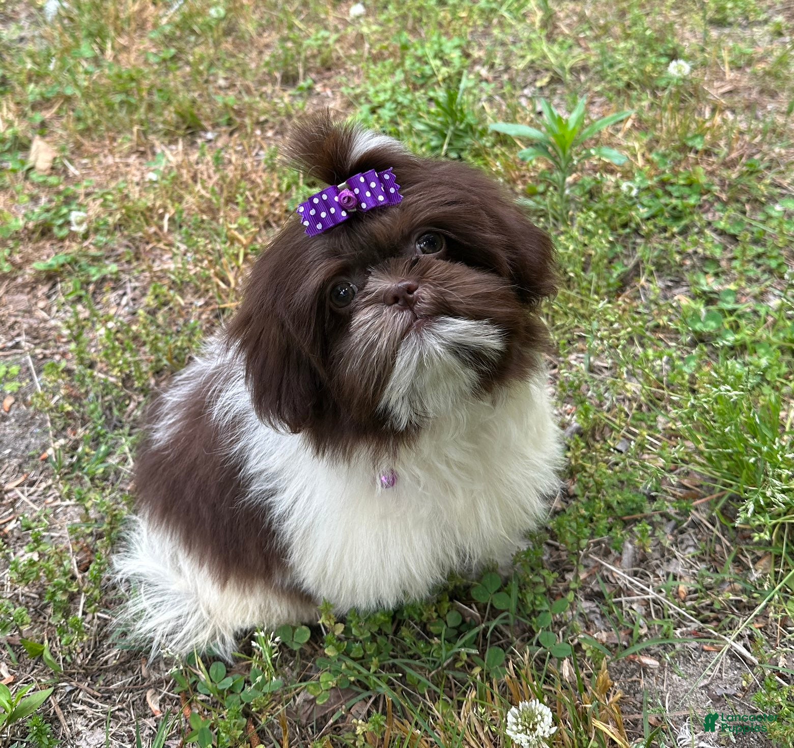 Shih Tzu dogs Violet - Ad 2