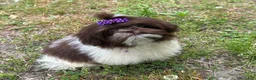 Shih Tzu dogs for sale: Violet - Ad 2