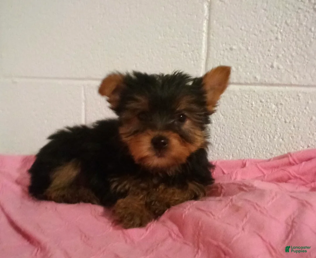 Yorkshire Terrier dogs for sale: Remi - Ad 3