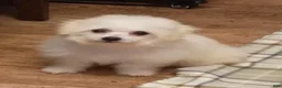 Bichon Frise dogs for sale: Snow  - Ad 9
