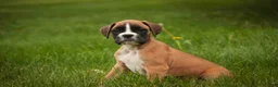 Boxer dogs for sale: Crew - Ad 4