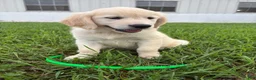 Golden Retriever dogs for sale: Dolly  - Ad 4