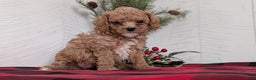 Cavapoo dogs for sale: Dakota  - Ad 6