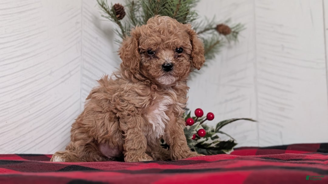 Cavapoo dogs for sale: Dakota  - Ad 6