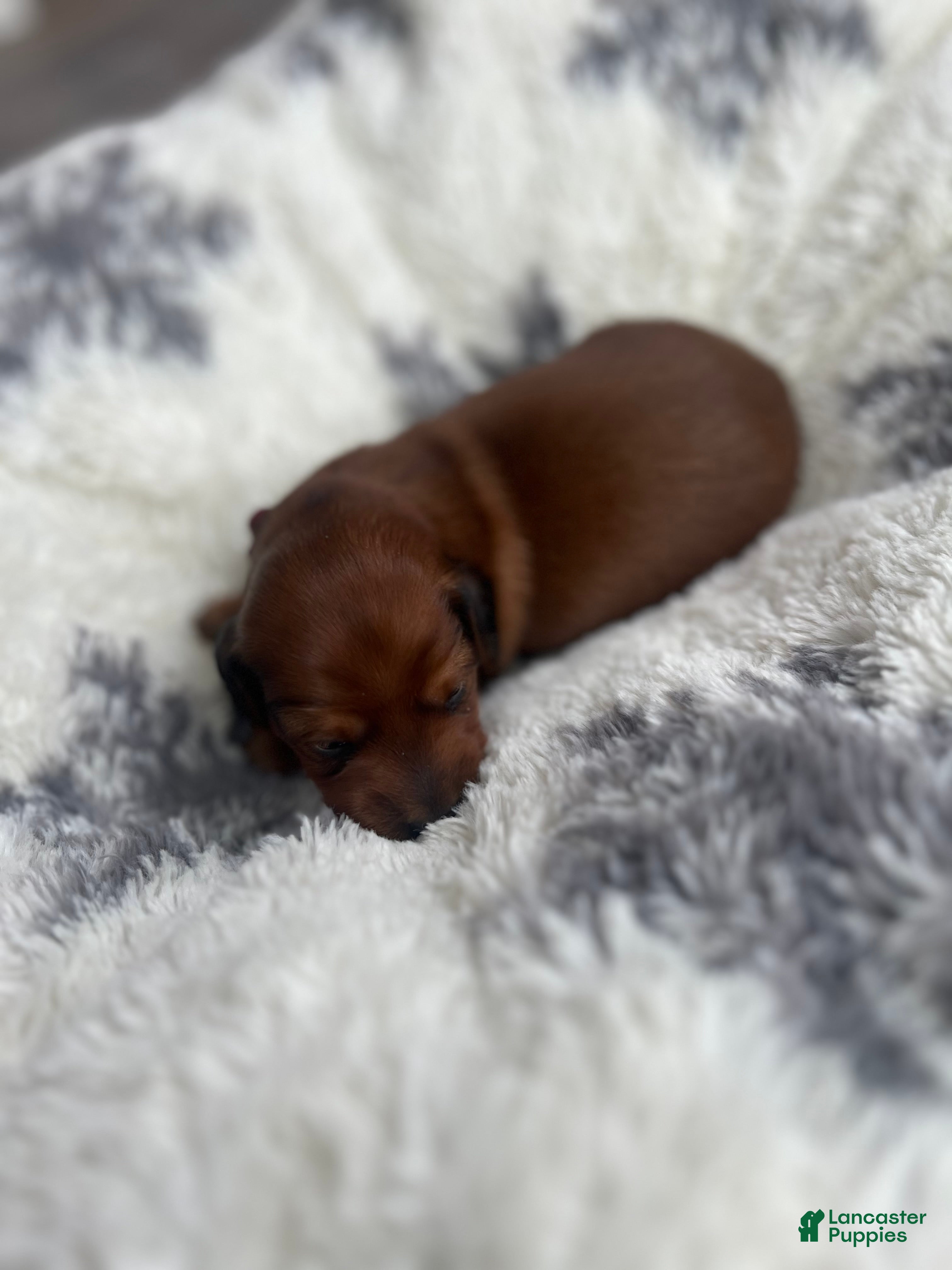 Miniature Dachshund dogs Coco Bean - Ad 2