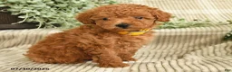 Miniature Poodle dogs for sale: Quintessa - Ad 4