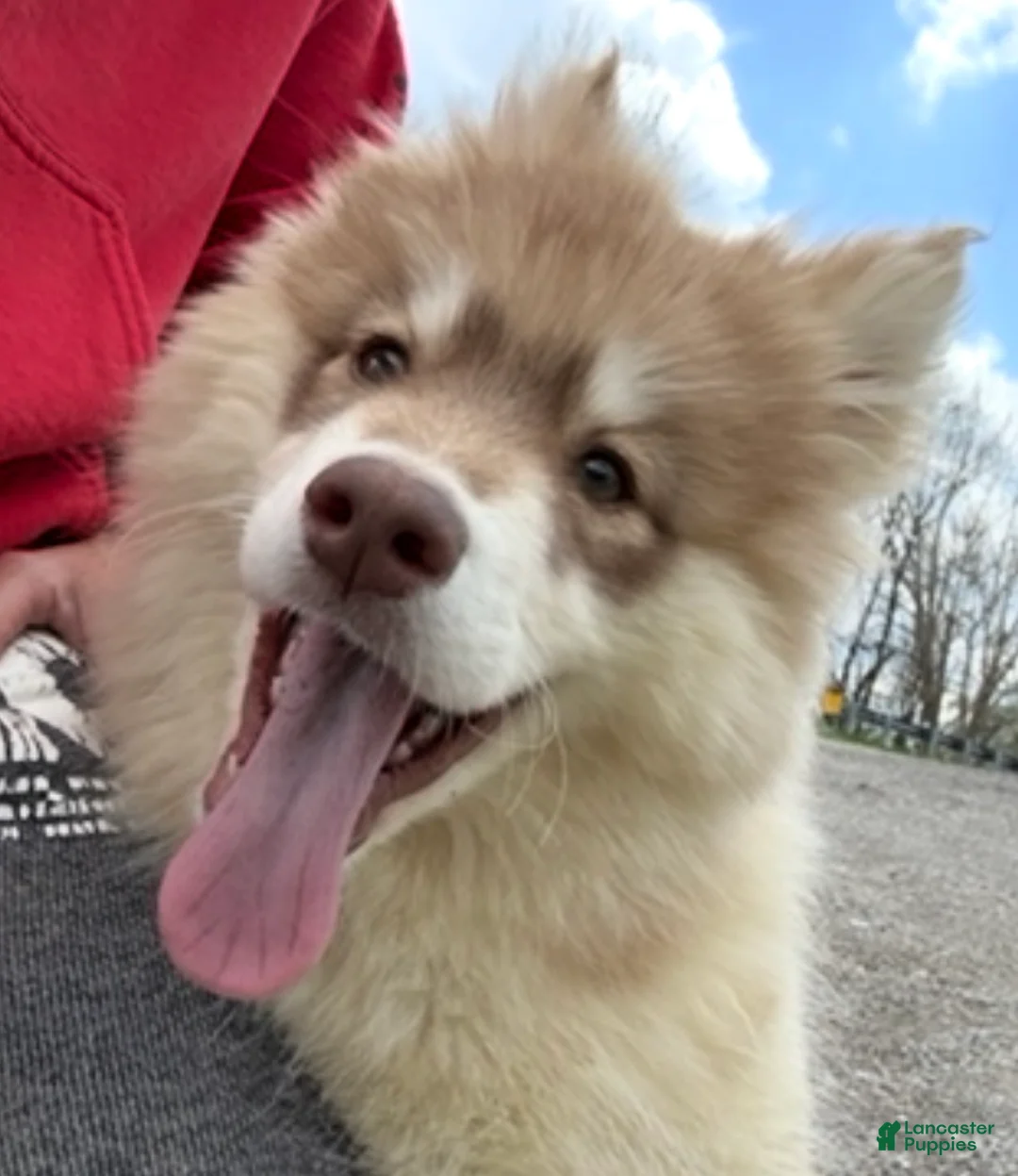 Pomsky dogs for sale: Jodee  - Ad 7