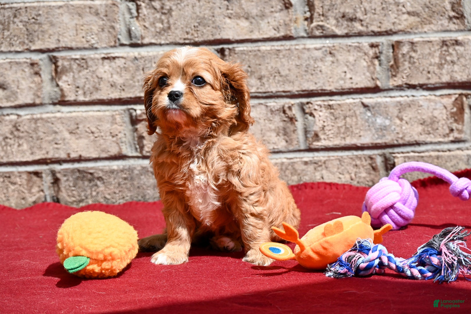 Cavalier King Charles Spaniel dogs Chad - Ad 1