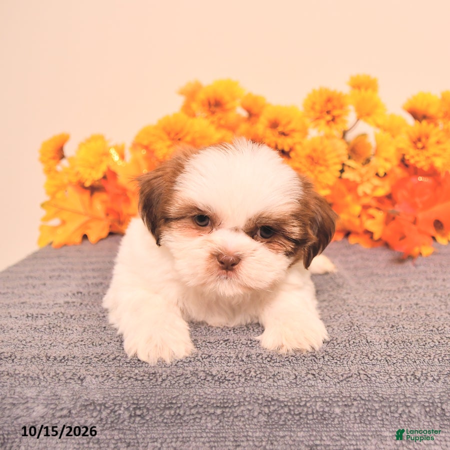 Shih Tzu dogs Laurence - Ad 2