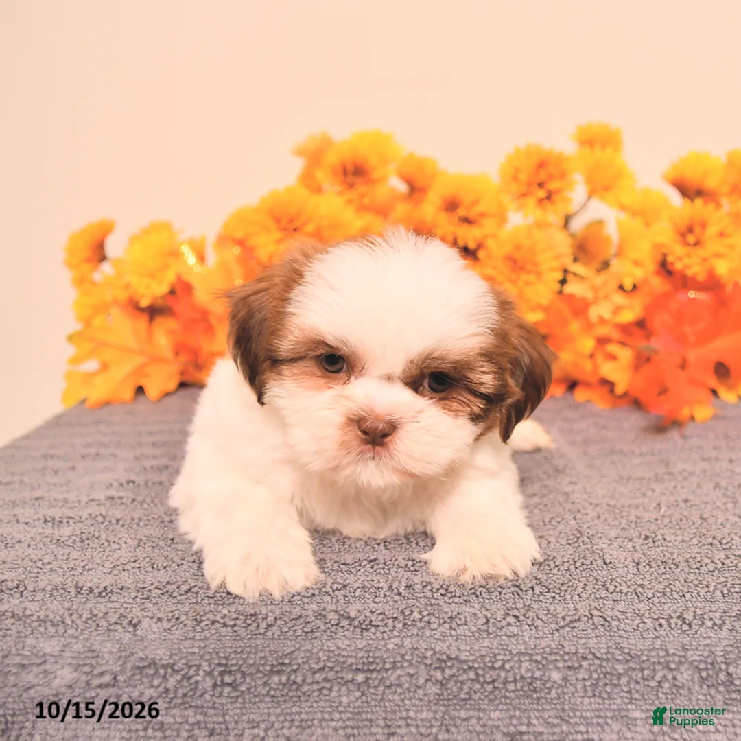 Shih Tzu dogs for sale: Laurence - Ad 2
