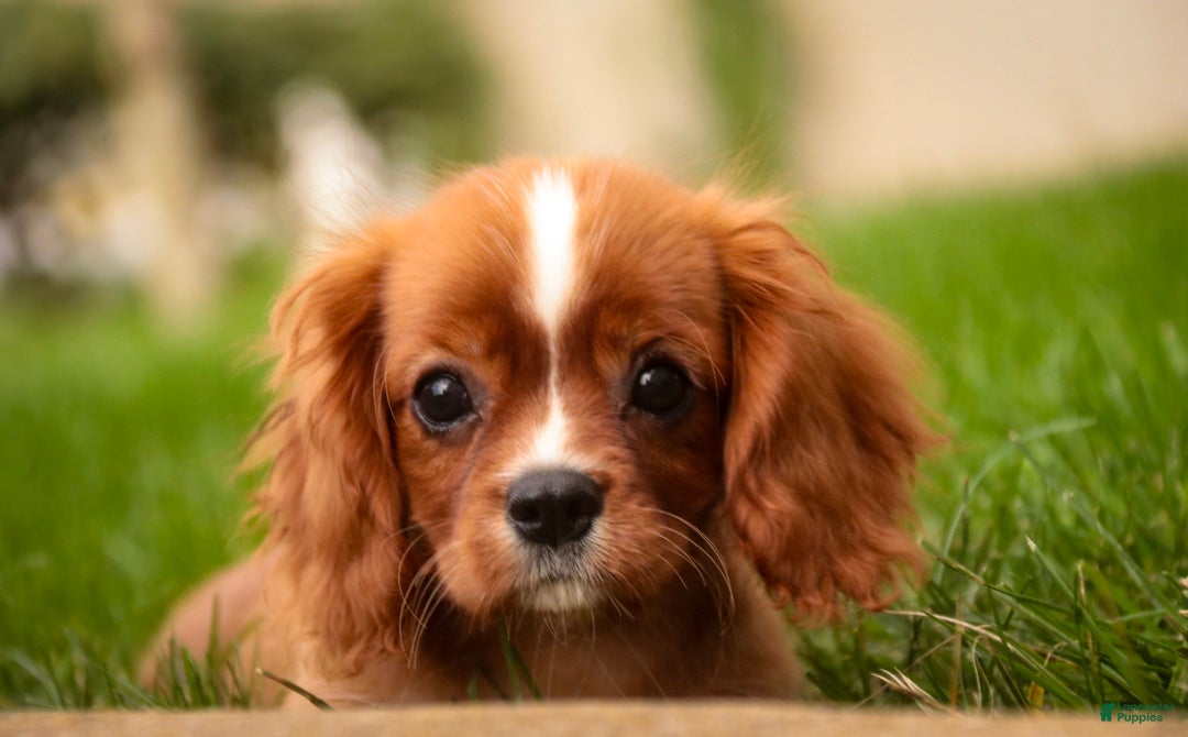 Cavalier King Charles Spaniel dogs Freddy Cavalier King Charles Spaniel  - Ad 1
