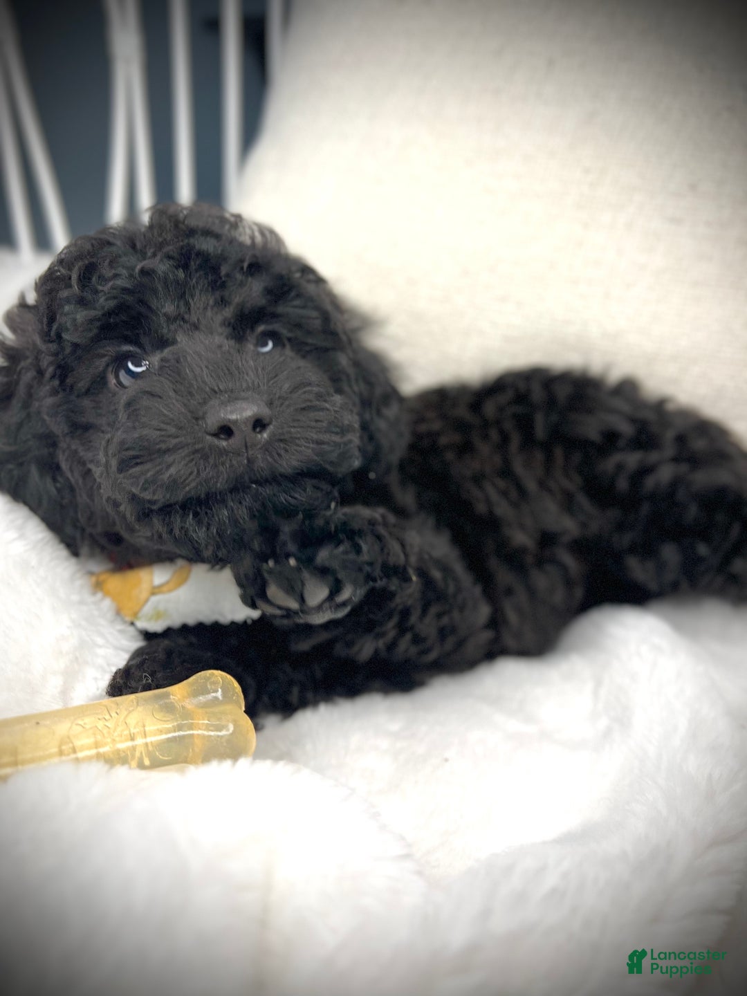 Toy Poodle dogs for sale: Toy Poodle Puppy 2 - Ad 37