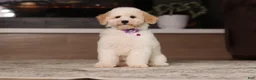 Miniature Poodle dogs for sale: Maisie (AKC) - Ad 3