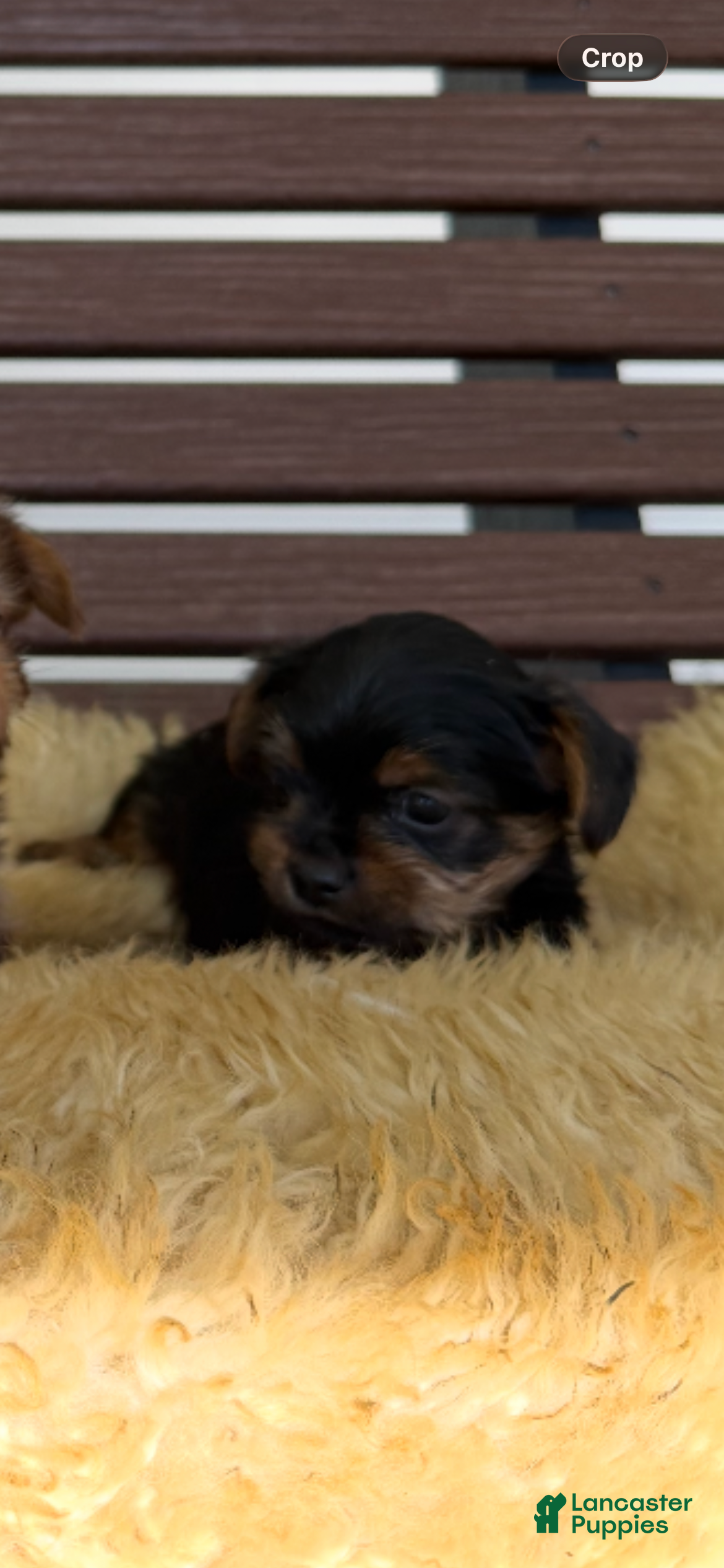 Yorkshire Terrier dogs for sale: Bo - Ad 3