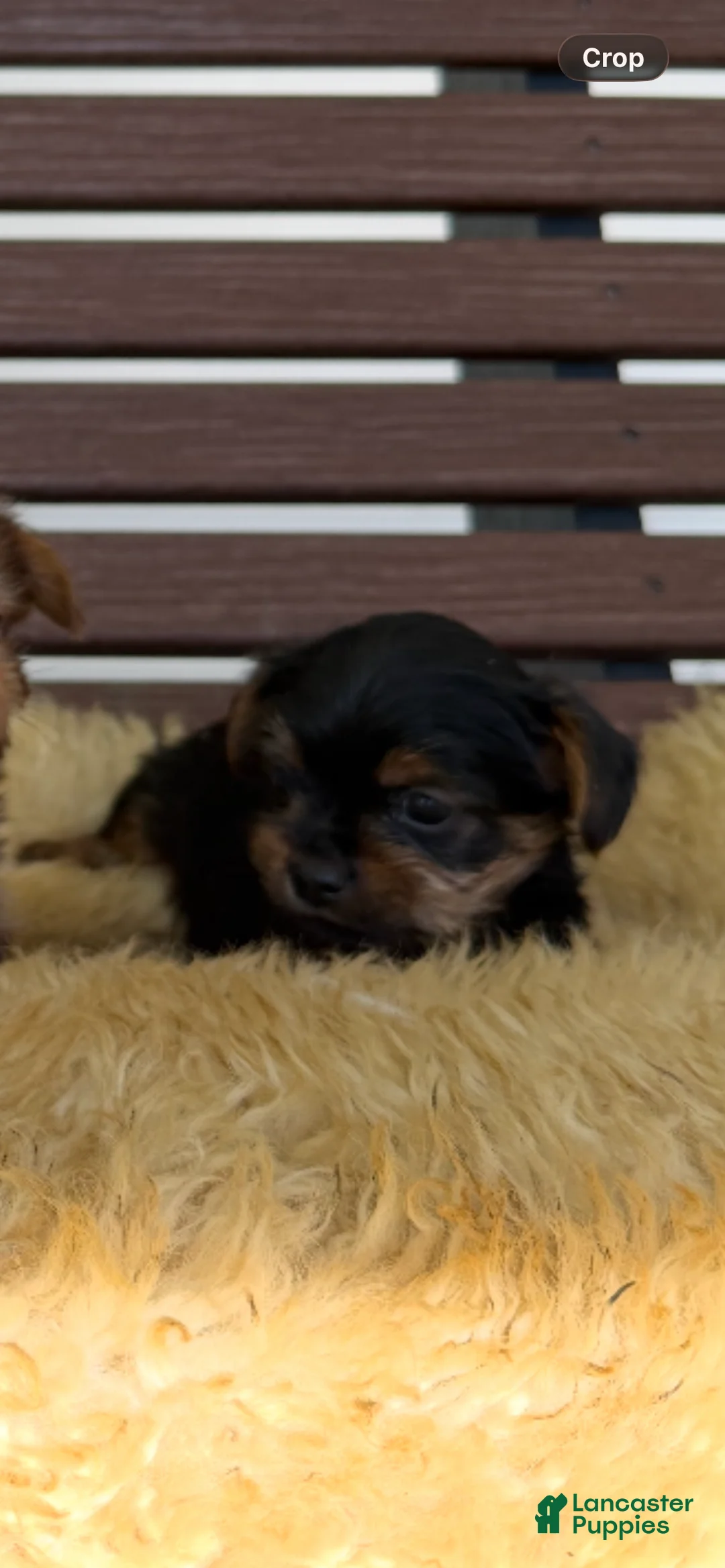 Yorkshire Terrier dogs for sale: Bo - Ad 1