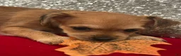 Mixed Breed dogs for sale: Mixed Breed 2 - Ad 7