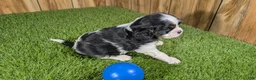 Cavalier King Charles Spaniel dogs for sale: Gracie Boy 1 - Ad 8