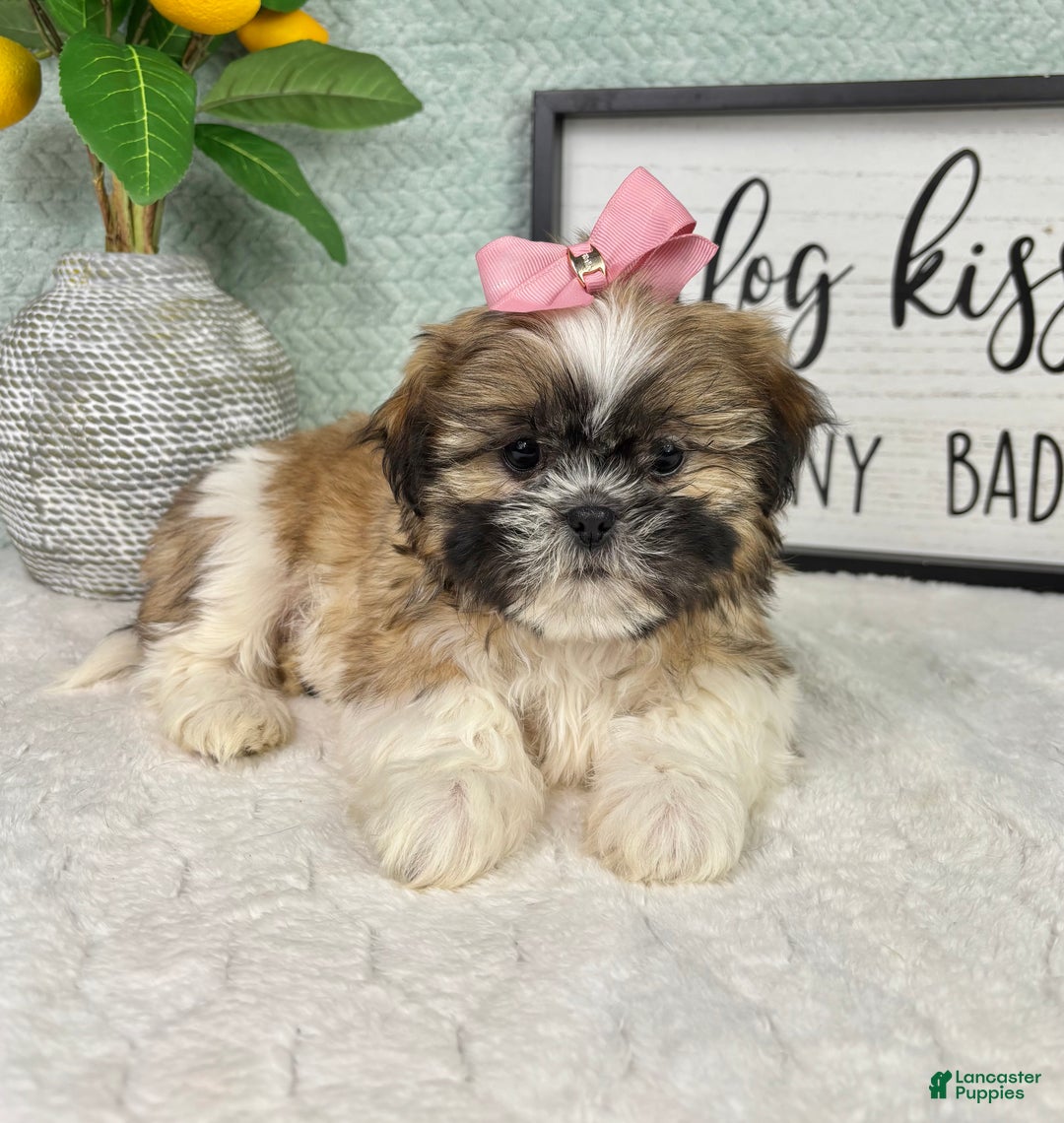 Shih Tzu dogs for sale: Sarah  - Ad 1