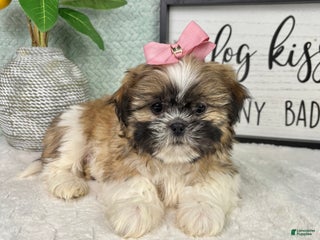 Shih Tzu dogs Sarah - Ad 7