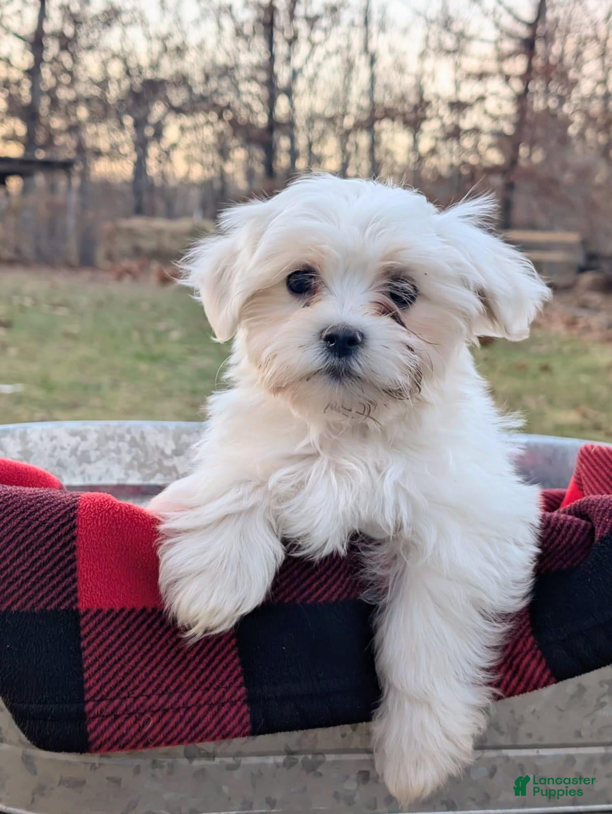 Maltese dogs Maltese Puppy 3 - Ad 11