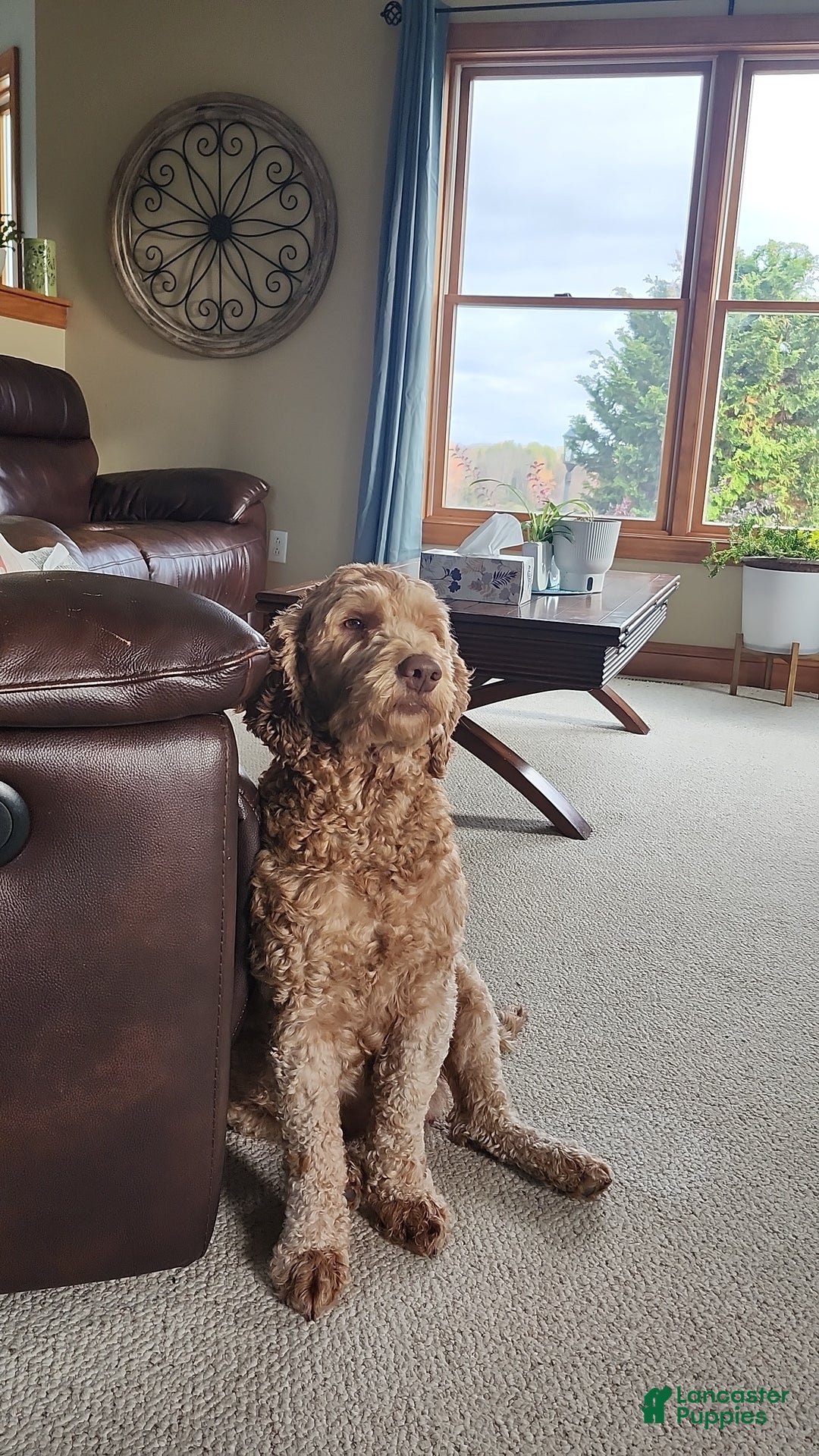 Labradoodle dogs for sale: Ginger - Ad 13