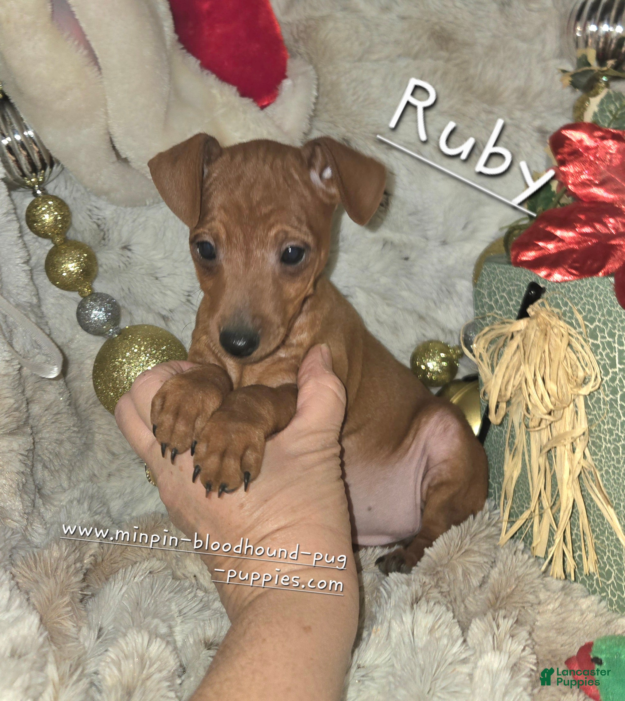 Miniature Pinscher dogs Ruby red  - Ad 4
