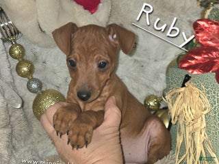 Miniature Pinscher dogs Ruby red - Ad 3
