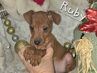 Miniature Pinscher dogs Ruby red - Ad 2