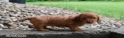 Miniature Dachshund dogs for sale: Ashley - Ad 3