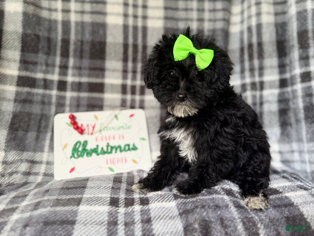 Yorkiepoo dogs for sale: Tinsel  - Ad 2