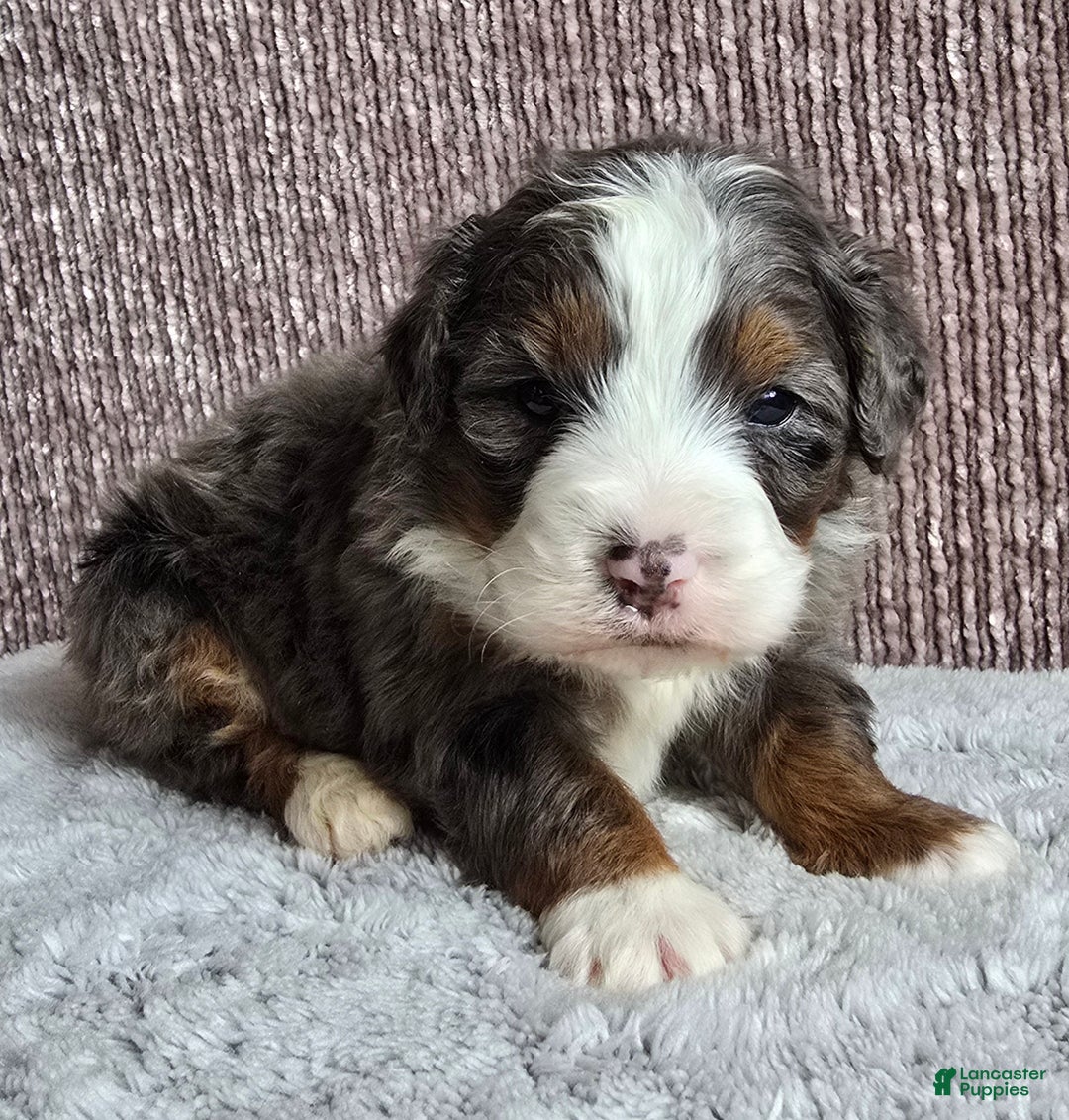 Mini Bernedoodle dogs for sale: Mini Ollie - Ad 4