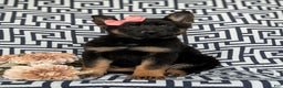 German Shepherd dogs for sale: Darcia - Ad 3
