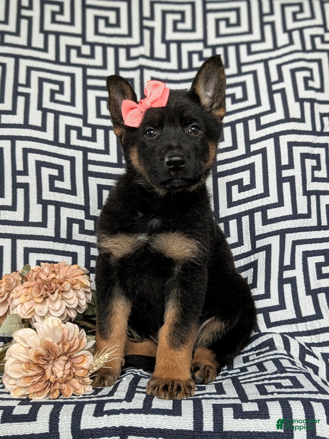 German Shepherd dogs for sale: Darcia - Ad 3