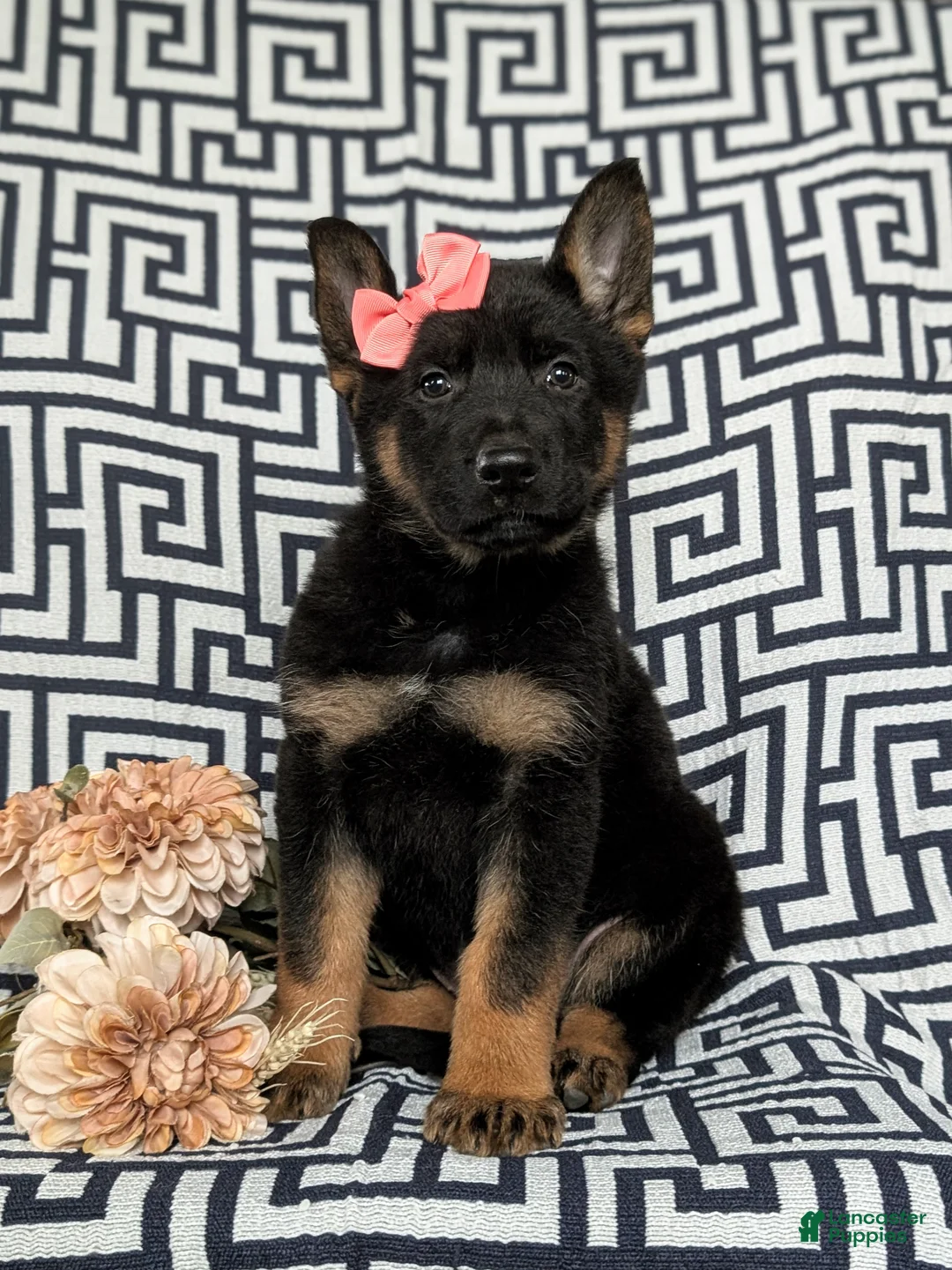 German Shepherd dogs for sale: Darcia - Ad 3