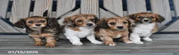 Chiweenie dogs for sale: Todd - Ad 3