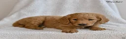 Goldendoodle dogs for sale: Decker - Ad 3