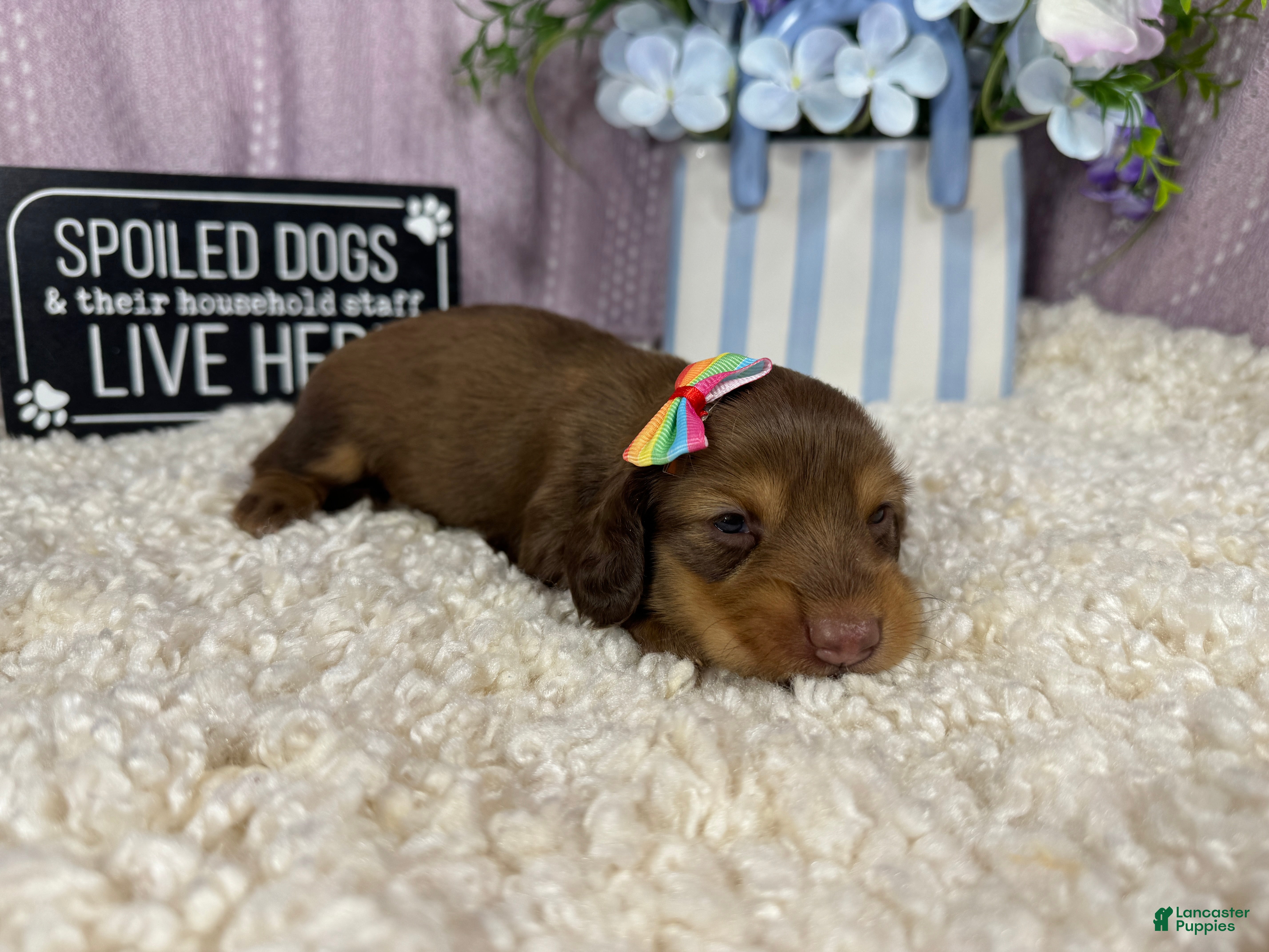 Miniature Dachshund dogs Miniature Dachshund 3 - Ad 21
