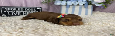Miniature Dachshund 3