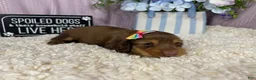 Miniature Dachshund dogs for sale: Miniature Dachshund 3 - Ad 1