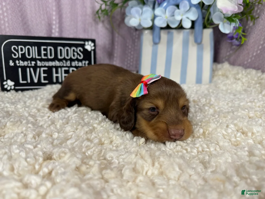 Miniature Dachshund dogs for sale: Miniature Dachshund 3 - Ad 1