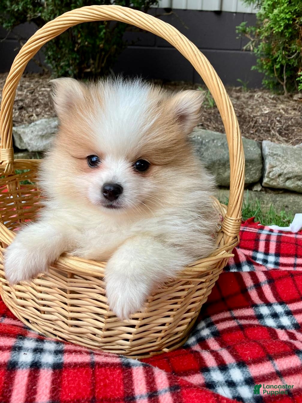 Pomeranian dogs Peanut - Ad 1