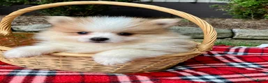 Peanut